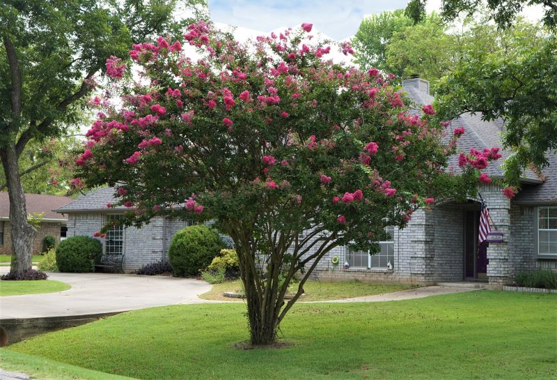 Crepe Myrtle Trimming