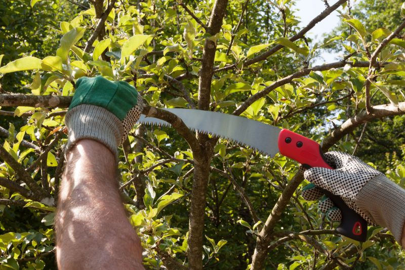 Jacaranda Pruning