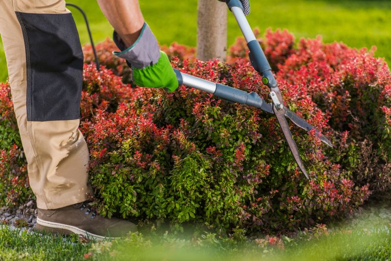 Close-up of Shrub Pruning