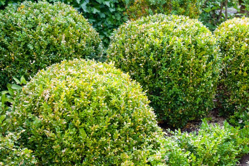 Shrubs Along Property Edges
