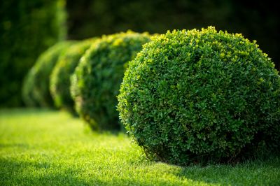 Trimmed Shrubs with Defined Shapes