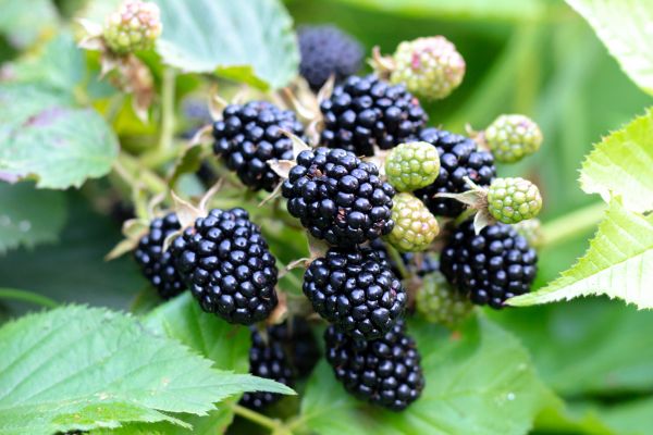 Blackberry Bush Removal in Columbus