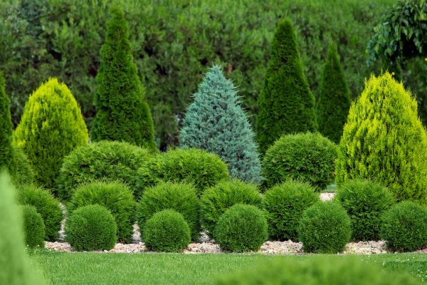 Cost of Bush Shaping Service in Columbus