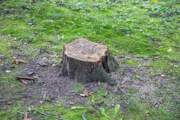 Bush Stump Removal in Columbus