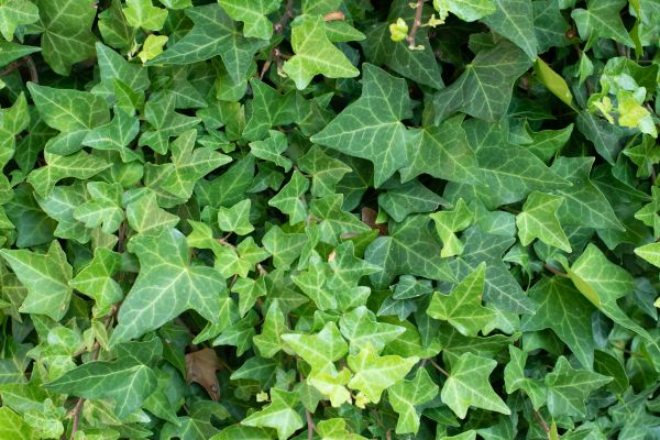 Cost of English Ivy Removal in Columbus