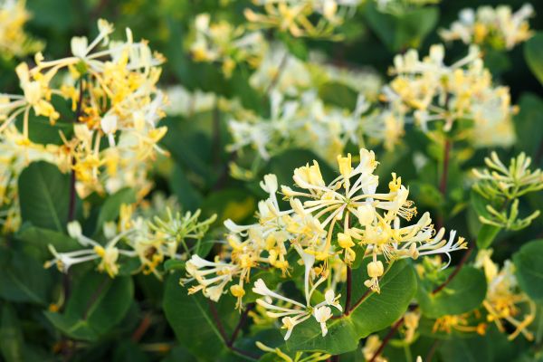 Cost of Honeysuckle Removal in Columbus
