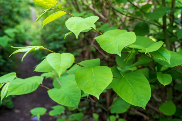 Cost of Invasive Plant Removal in Columbus