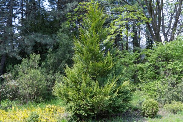 Cost of Juniper Pruning in Columbus