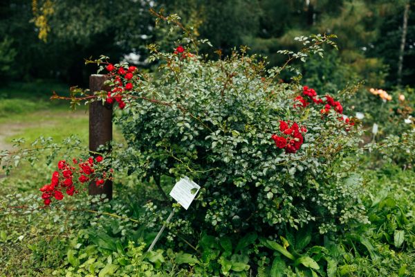 Cost of Rose Bush Removal in Columbus