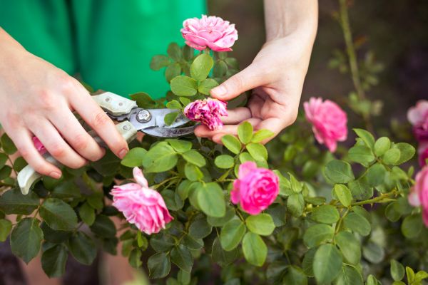 Cost of Rose Trimming in Columbus
