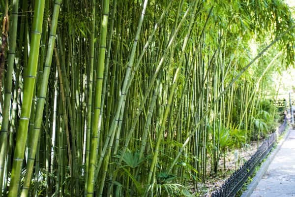 Cost of Bamboo Root Removal in Columbus