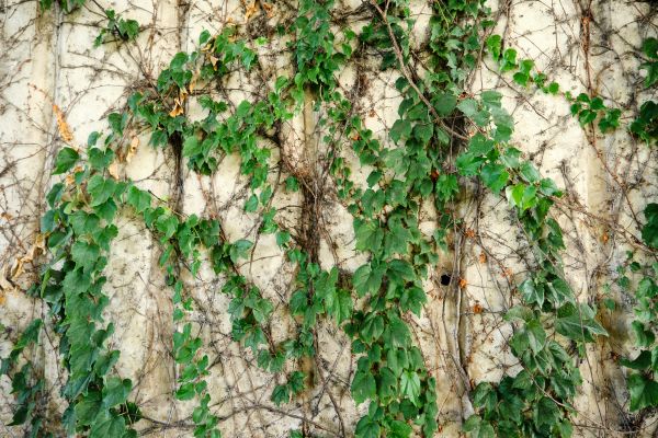 Cost of Vine Removal Service in Columbus