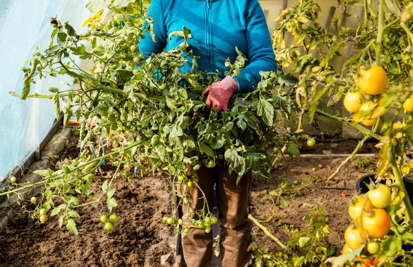Cost of Garden Plant Removal in Columbus