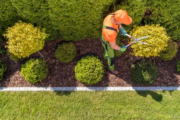 Cost of Topiary Trimming in Columbus