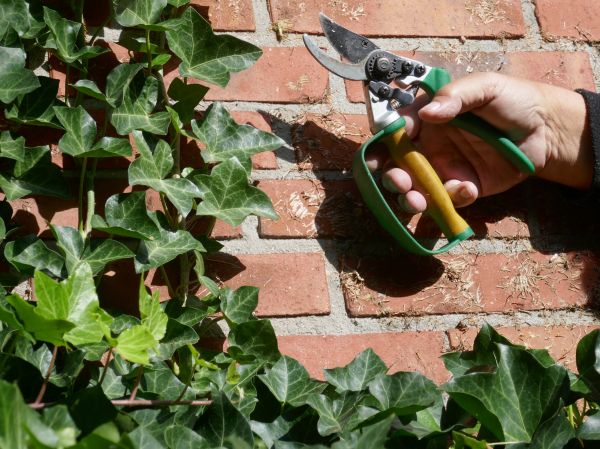 Cost of Ivy Removal Service in Columbus