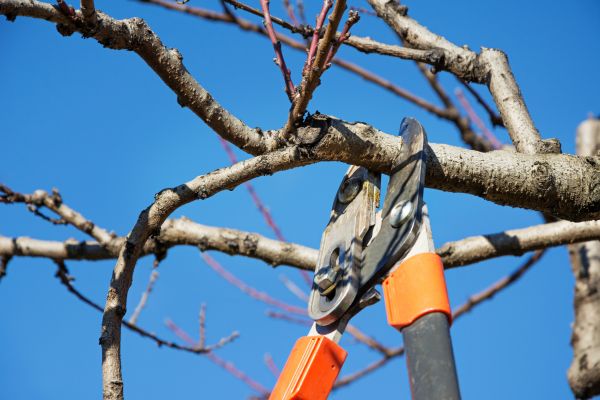 Cost of Selective Pruning in Columbus