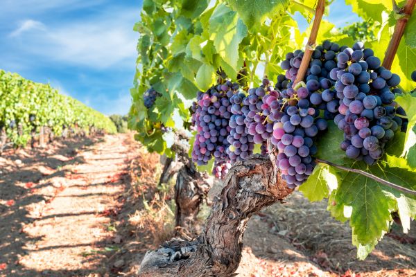 Cost of Grapevine Pruning in Columbus