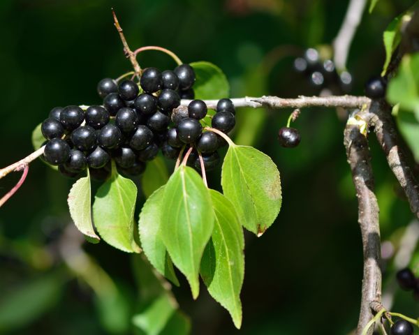 Cost of Buckthorn Removal in Columbus