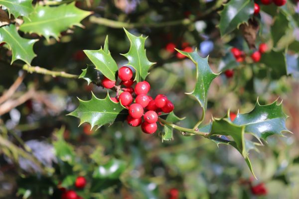 Cost of Holly Tree Trimming in Columbus