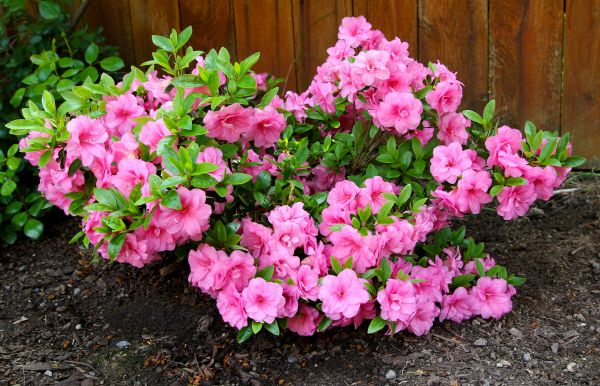 Cost of Azaleas Removal in Columbus