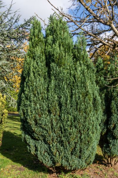 Cost of Juniper Trimming in Columbus