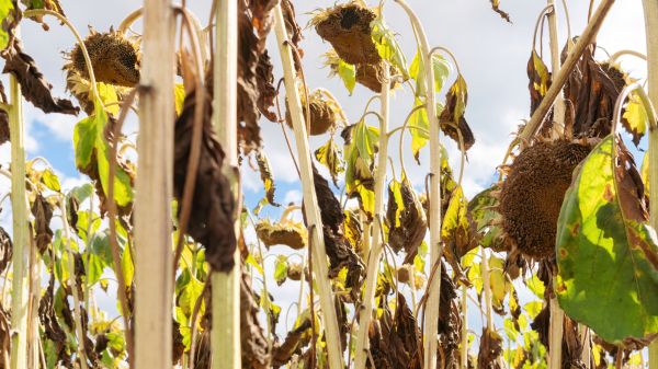 Cost of Dead Plant Removal in Columbus