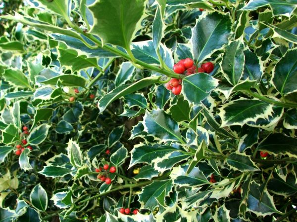 Cost of Holly Bushes Trimming in Columbus