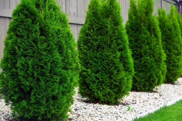 Cost of Arborvitae Removal in Columbus