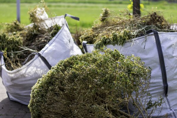 Cost of Shrubs Removal in Columbus