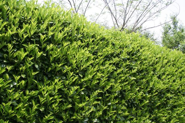 Cost of Laurel Shrub Removal in Columbus