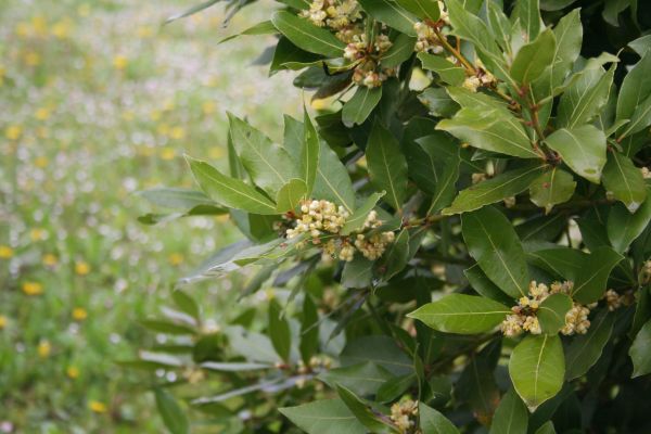 Cost of Laurel Trimming in Columbus