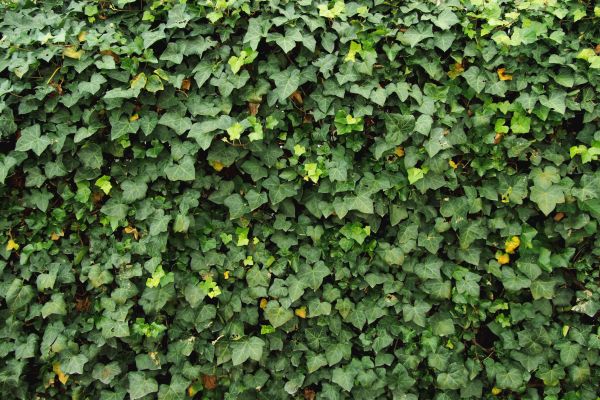 Cost of Ivy Pruning service in Columbus