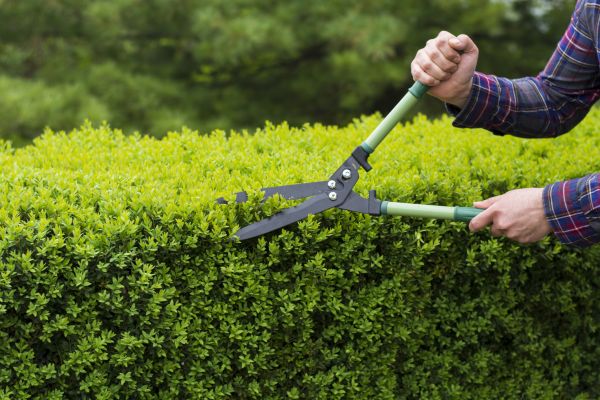 Cost of Evergreen Shrub Pruning in Columbus