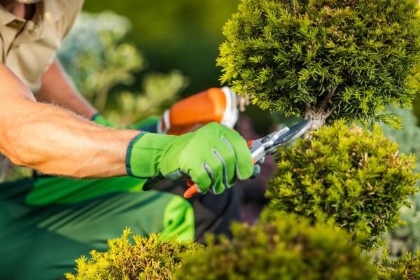 Cost of Landscape Pruning Service in Columbus