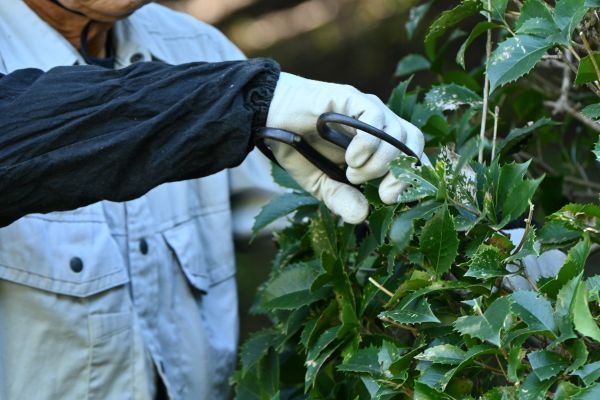 Holly Pruning in Columbus