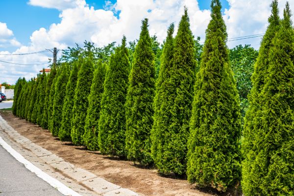 Cost of Arborvitae Shearing in Columbus