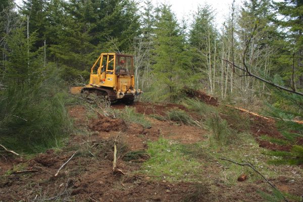Cost of Shrubbery Clearing in Columbus