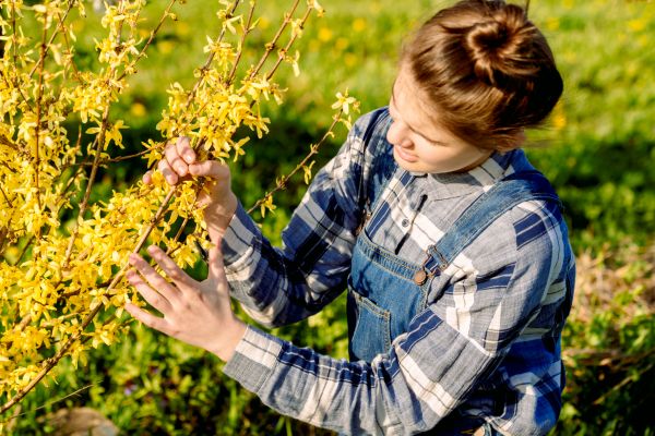 Cost of Forsythia Trimming in Columbus