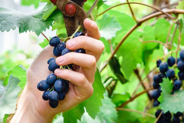 Cost of Vineyard Pruning in Columbus