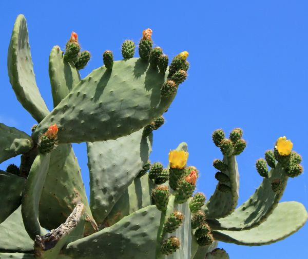 Cost of Cactus Removal in Columbus