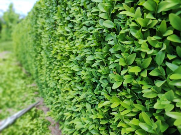 Cost of Boxwood Pruning in Columbus
