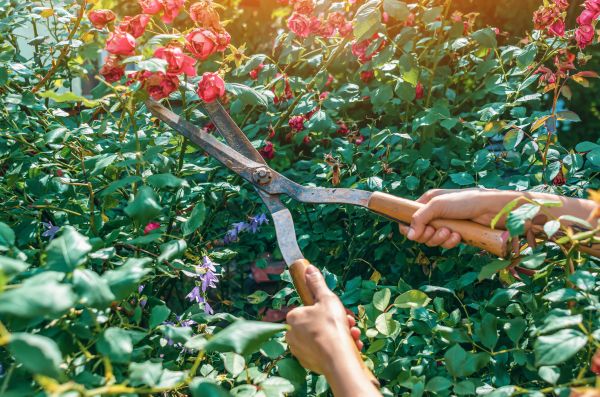 Knockout Roses Pruning in Columbus