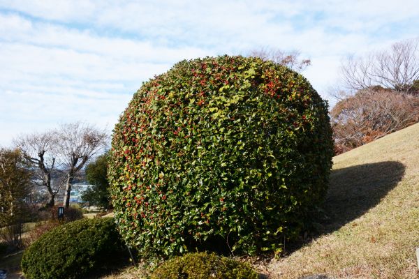 Cost of Holly Shrub Pruning in Columbus