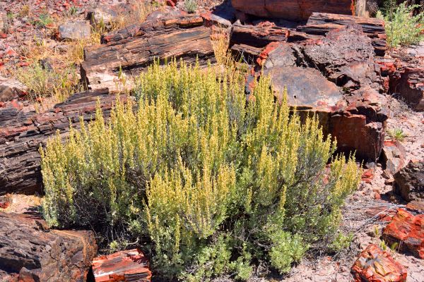 Cost of Sagebrush Removal in Columbus