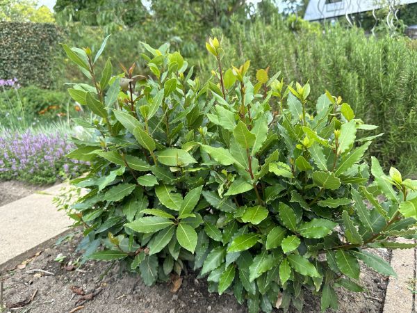 Cost of Laurel Hedge Trimming in Columbus