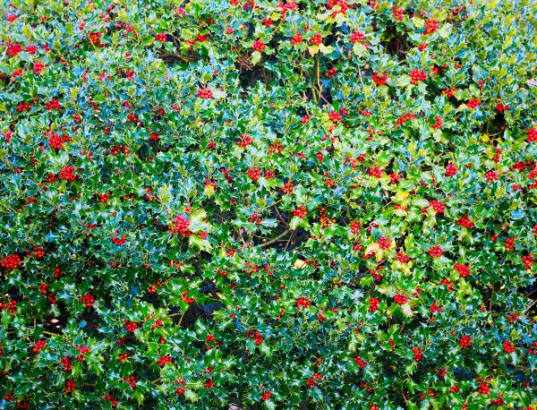 Cost of Holly Bush Removal in Columbus