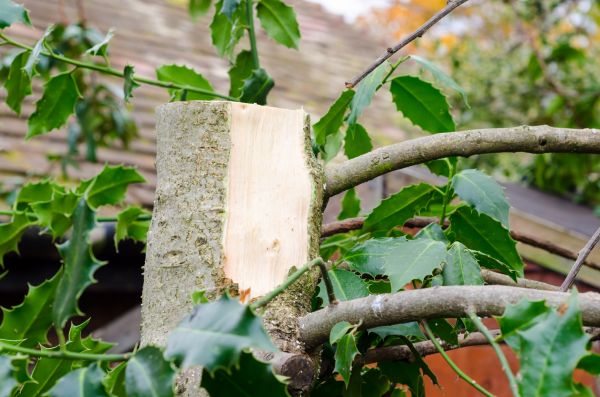 Cost of Holly Tree Removal in Columbus