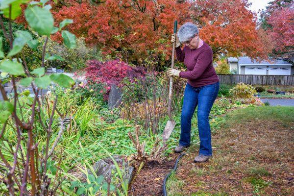 Cost of Dead Bush Removal in Columbus