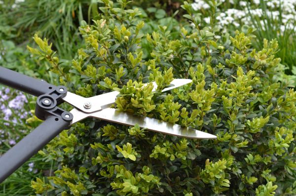 Cost of Boxwood Trimming in Columbus