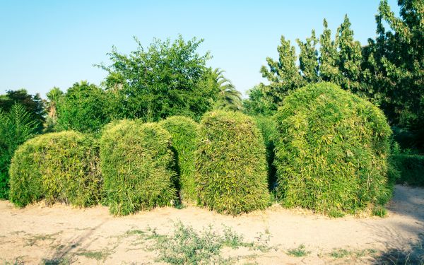 Cost of Bamboo Hedge Removal in Columbus